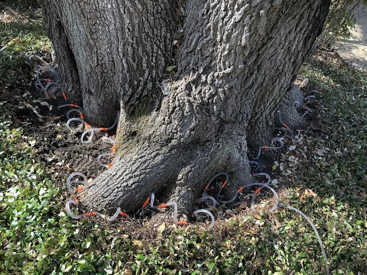 Detailed Tree Cabling and Bracing job site in Riley