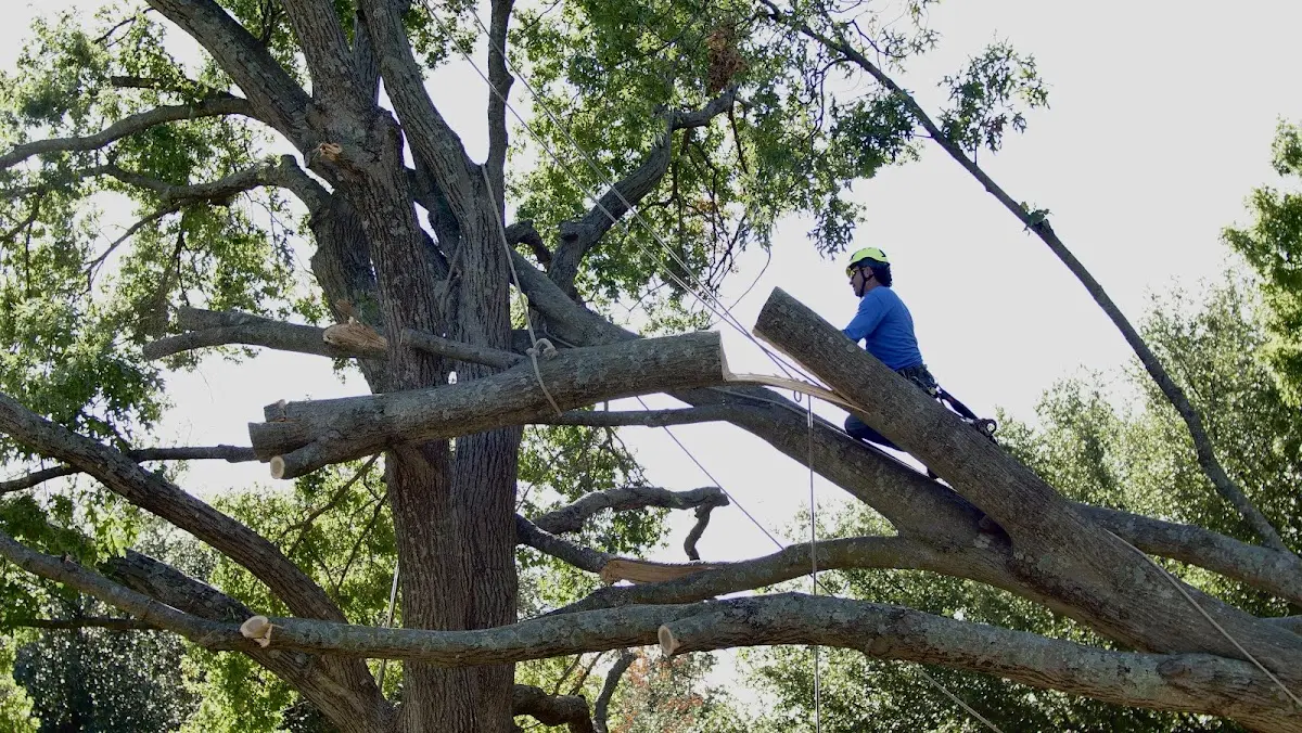 Professional Crown Thinning performed by certified arborists in Riley